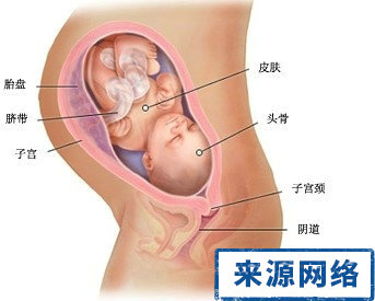 双胞胎 小美女 从B超数据看生男生女 生男生女 B超
